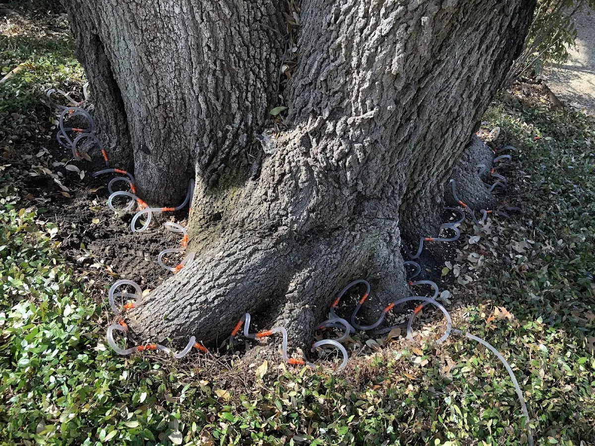 Detailed Tree Cabling and Bracing job site in Lamy