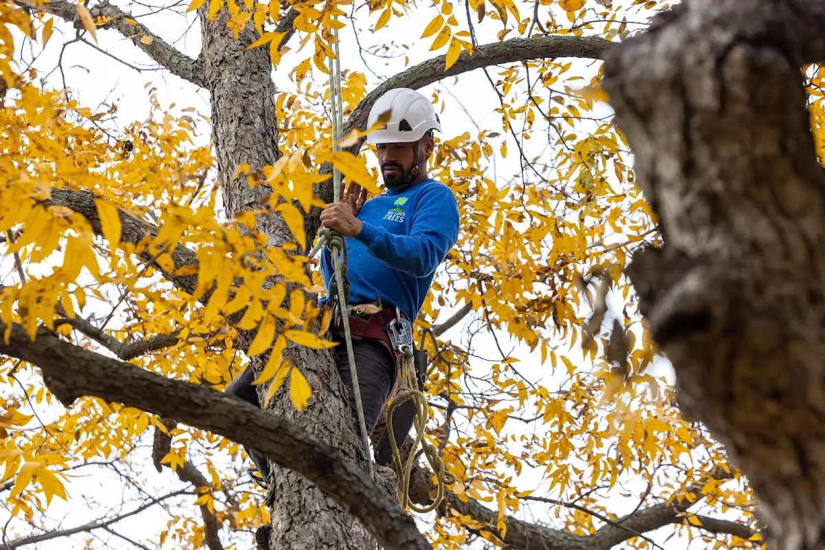 Skilled Tree Transplanting crew working in Lamy